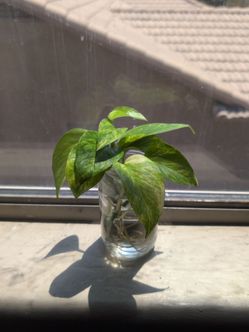 Neow Queen Pothos