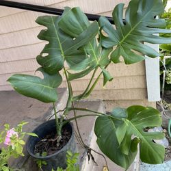 Big Monstera Delisiosa Plant 
