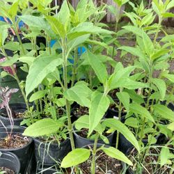 Sunchoke Plants- Jerusalem Artichokes Organicaly Grown 