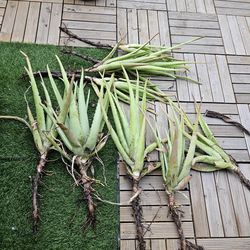 ALOE VERA PLANTS