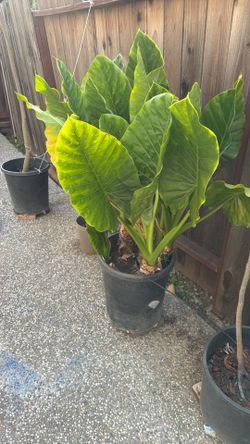 Two Elefant plant five inches tall