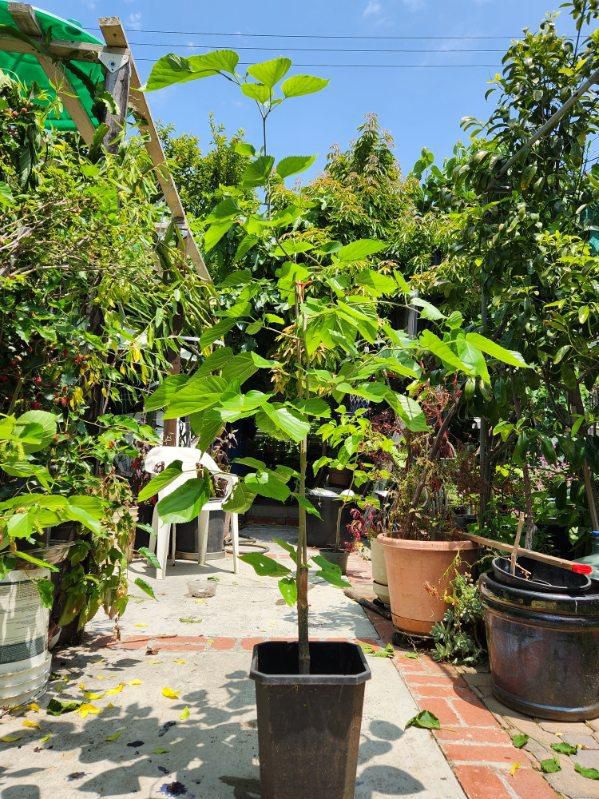Pakistan Mulberry Tree for Sale in La Habra Heights, CA - OfferUp