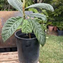Loquat Tree,