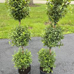 Set Of Two Topiary Trees