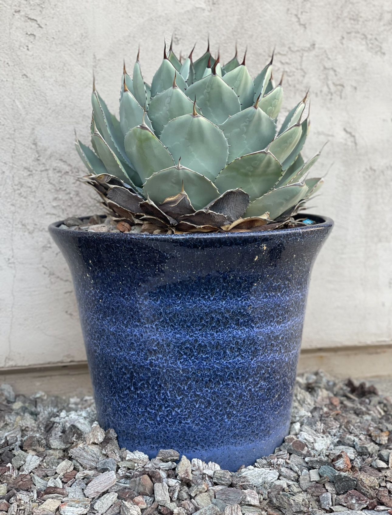 Large Potted Succulent 