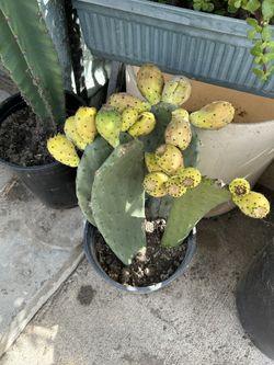 Una Planta De Nopal 