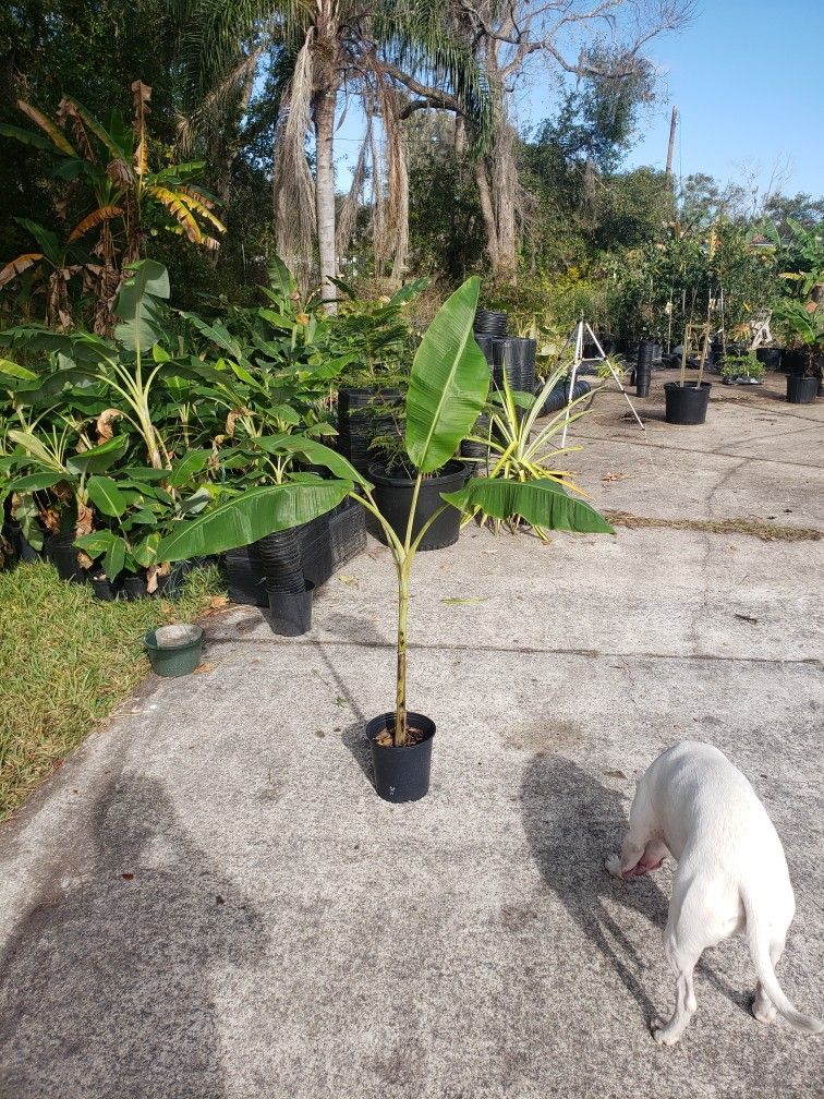 Ice Cream Banana Plants for Sale in St. Cloud, FL OfferUp