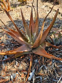 Small Aloe Vera plant