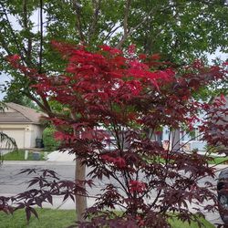 Japanese Maple Tree Red