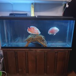 55 Gallon Fish Tank