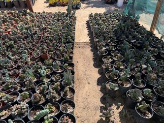 Crested Blue Myrtle