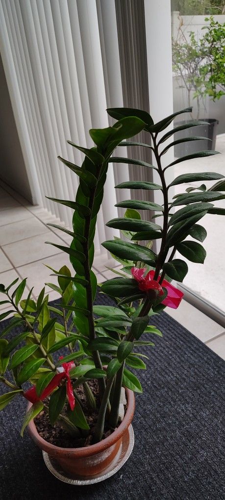ZZ PLANTS $17 EACH POT