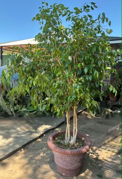 TREE FICUS.  LONG  8  FEET,S
