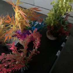 Aquarium plants
