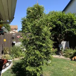 Cypress Tree 