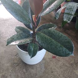 Rubber Plant 