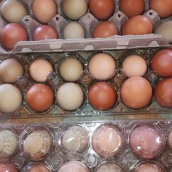 Fresh Backyard Eggs  For Sale 