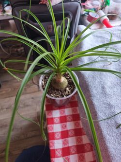 Ponytail Palm Plant