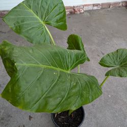 Elephant Ear Plant $20