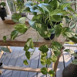 Hawaiian Golden Pothos Small Arrangement