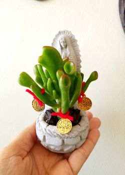 Succulent Virgensita de Guadalupe