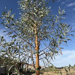 Willow Acacia 24 Inch Box