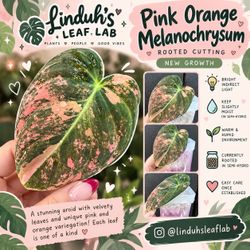 🌿 Pink Orange Melanochrysum – Rooted Cutting
