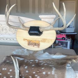 Deer Head And  Deer Horns And Deer Carpet 