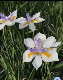 African Iris - Free