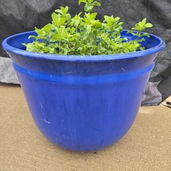 Fresh Mint Plant In 2 Ft Tall Pot $30