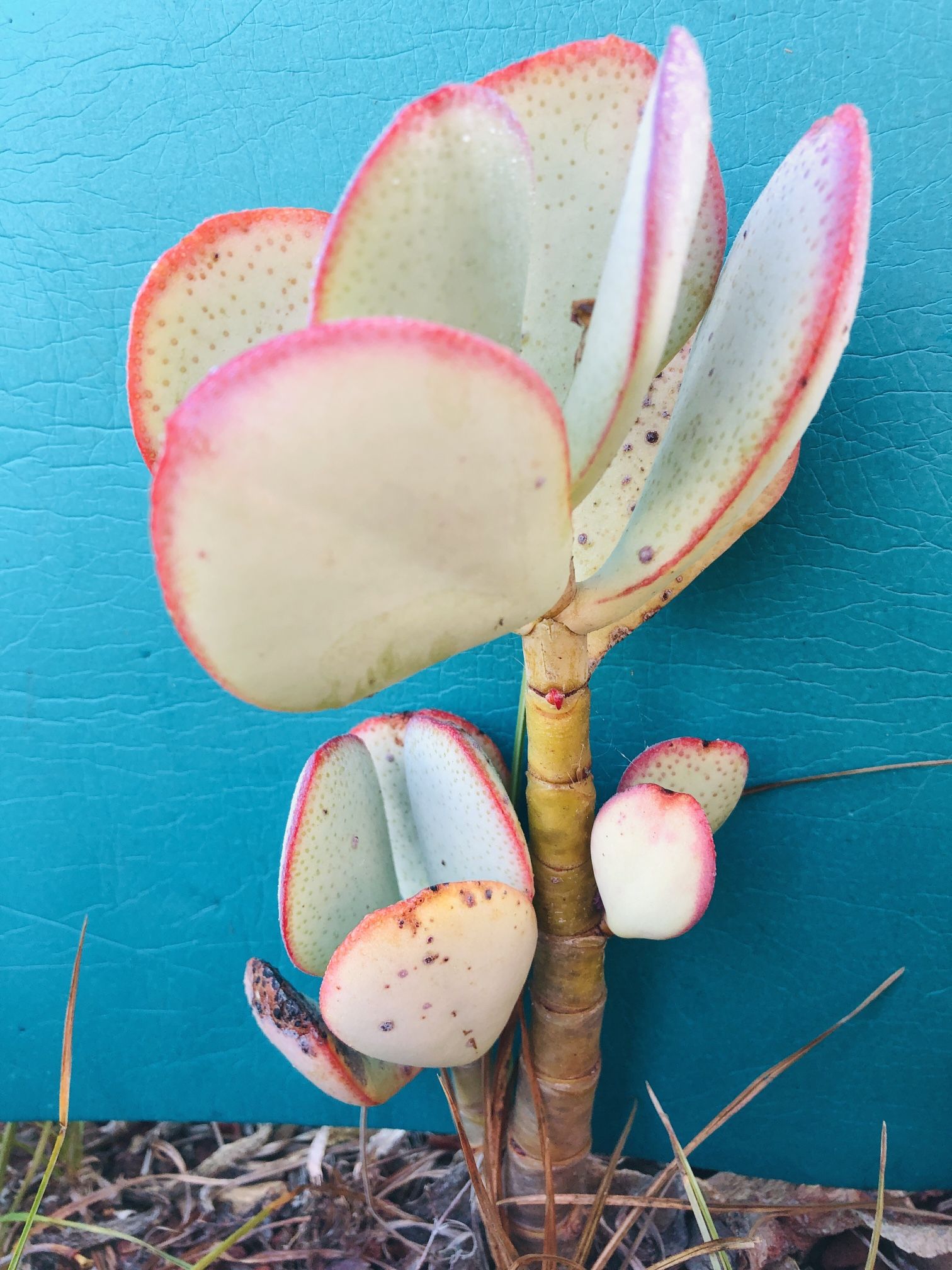 Crassula Silver Dollar Succulent live rooted