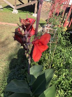 Tengo mucha planta de esta flor