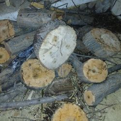 Regular Firewood 1 Cord
