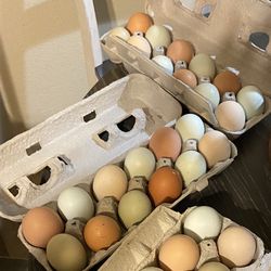 Farm Fresh Eggs 🍳 