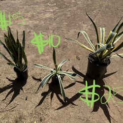 Plants ( Agave & Snake Plants)