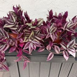 Tradescantia Zebrina Live Plant in 6inch pot