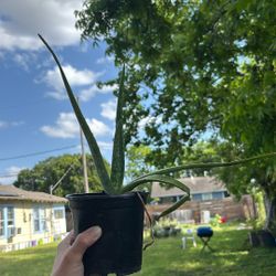 Home Grown Aloe Vera