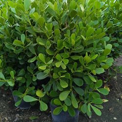🌟🏡 CLUSIA PRIVACY HEDGE PLANTS 7GL OVERGROWN 4.5FT 7GL $23
