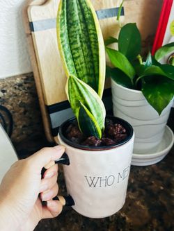 Rae Dunn 'WHO ME???' Mug with Sensevieria plant