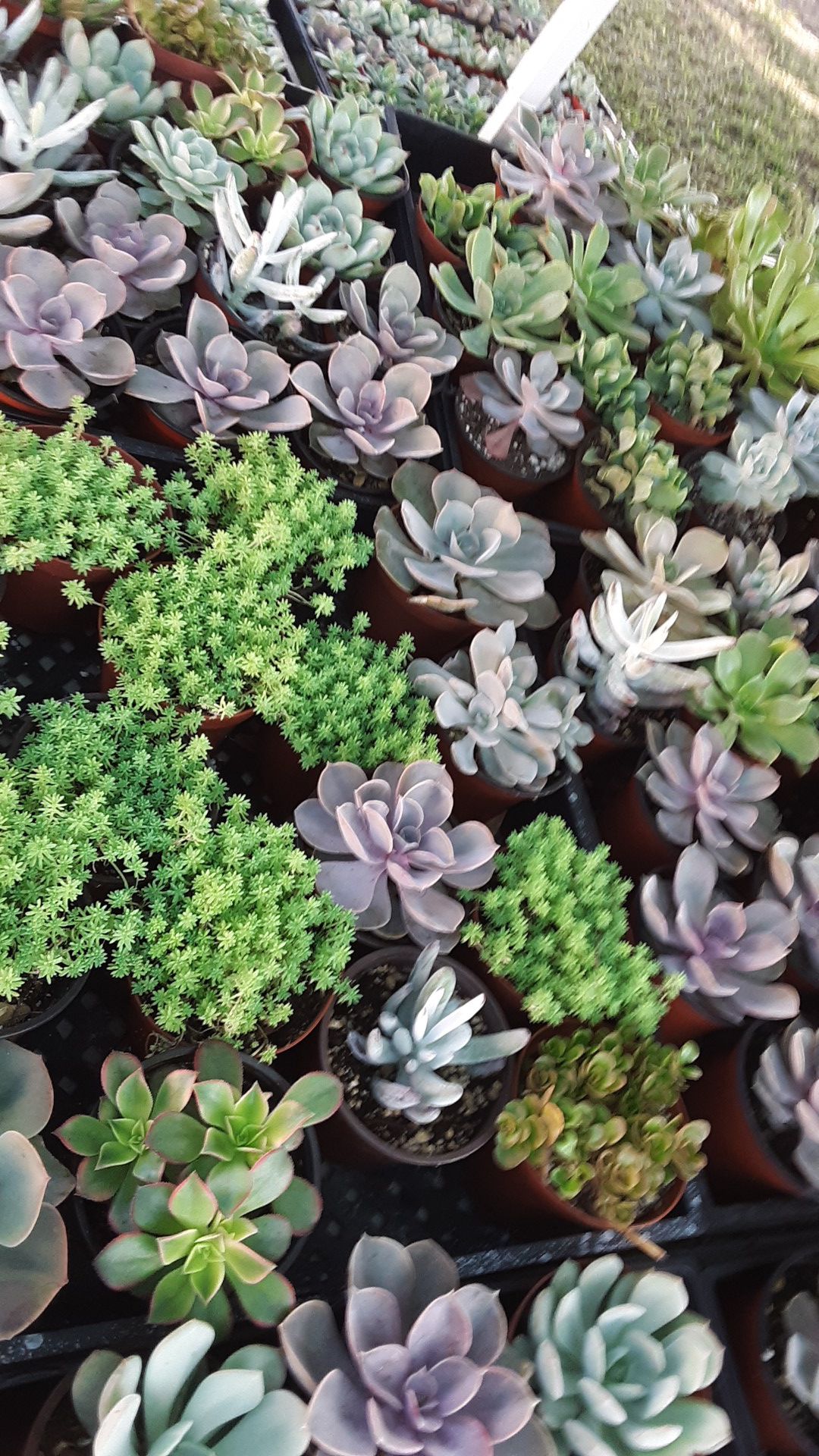 4" pots with succulent plants this week only $2.25 each