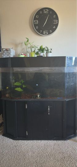 Large Bow Front Aquarium with Cabinet Stand