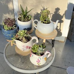 Cute Succulents  