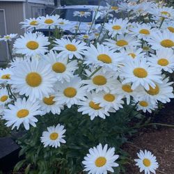 Semiannual Daisies Ready To Bloom In Pots 