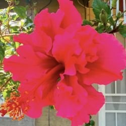 Hibiscus Double Flawer In One Gallon $15 Each Price Firm 