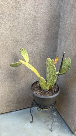 Optunia/nopal