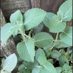 **$1 to $3** Cuban Oregano (Coleus Amboinicus) Plants 🔻See Below🔻