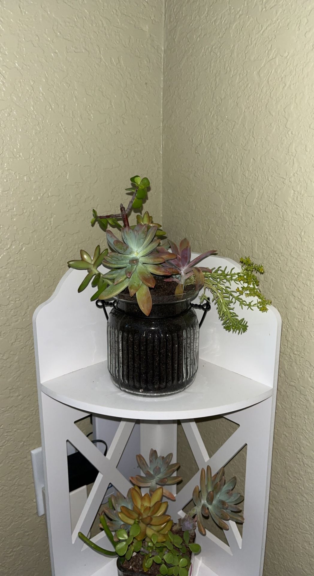 Beautiful Succulent Arrangements For Mothers Day