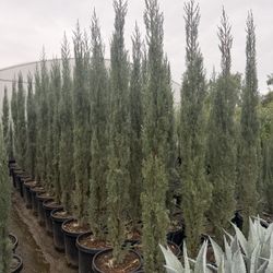 Italian Cypress 15 Gal