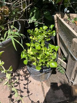 Plantas De Agua  4 X 10 