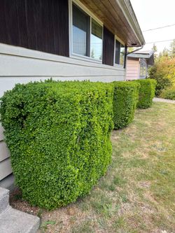 Wall-covering plants